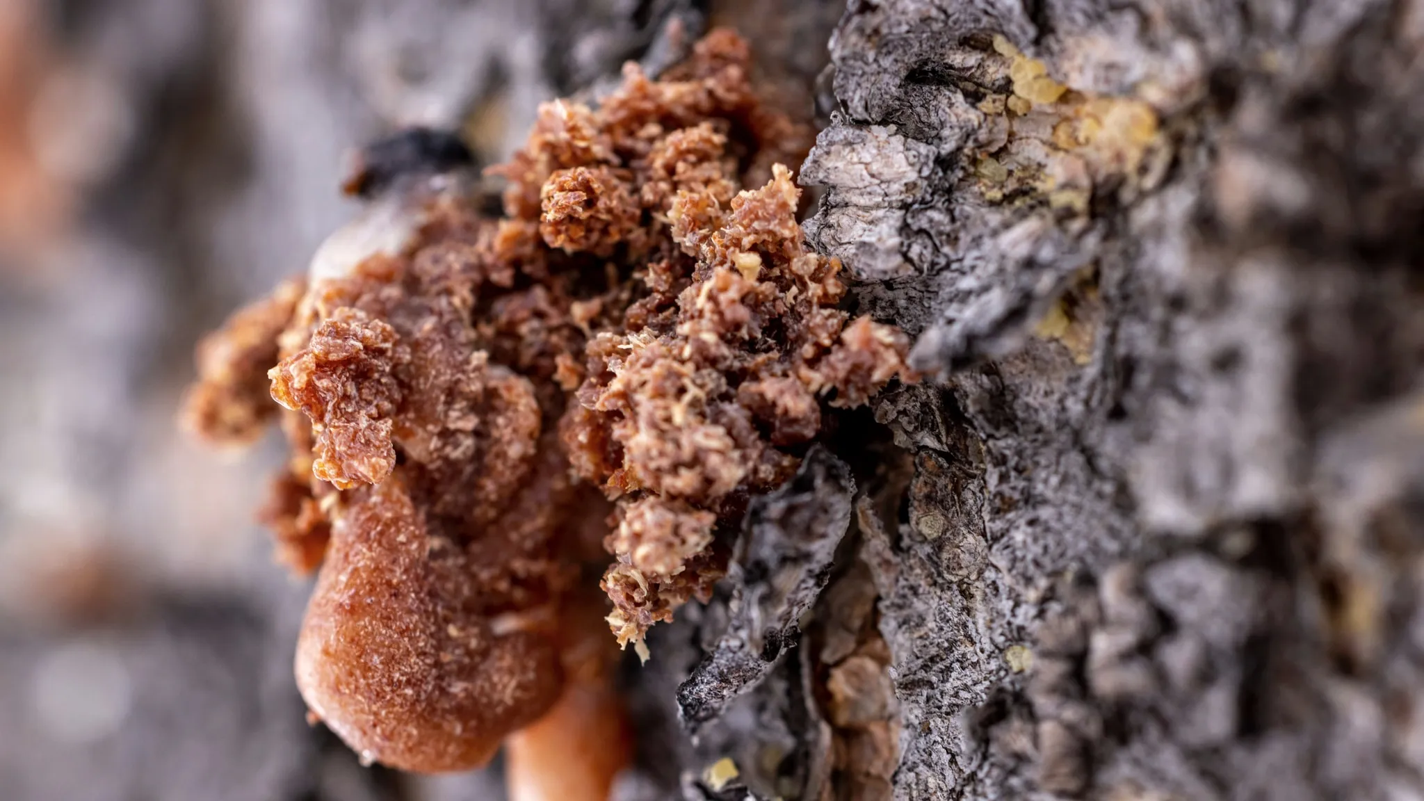 Ruwe brokken propolis, wasachtig en amberkleurig, in een klein licht uitgesneden houten kommetje.
