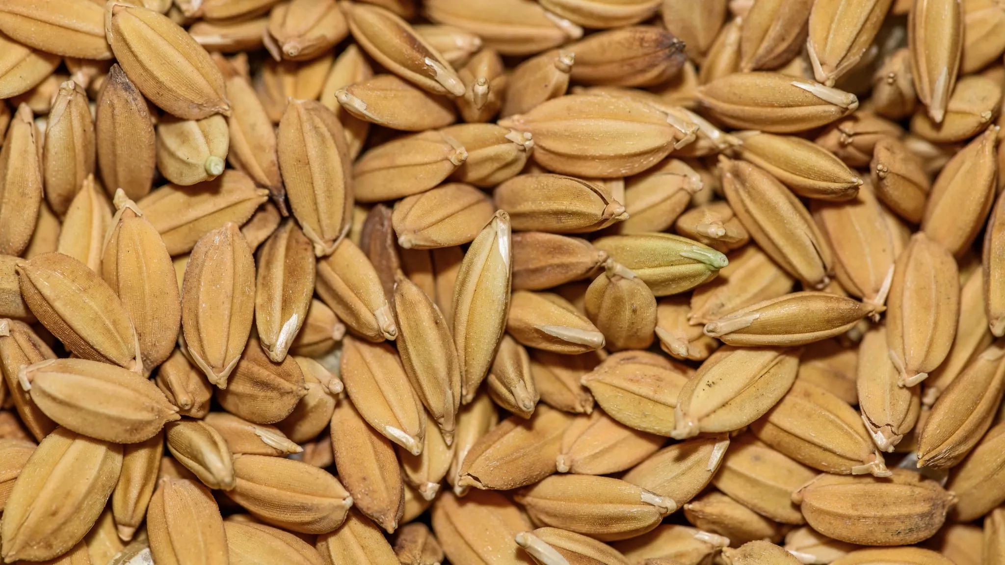 Fermenterende rijstmassa in een aardewerken pot met het houten deksel opzij geschoven.