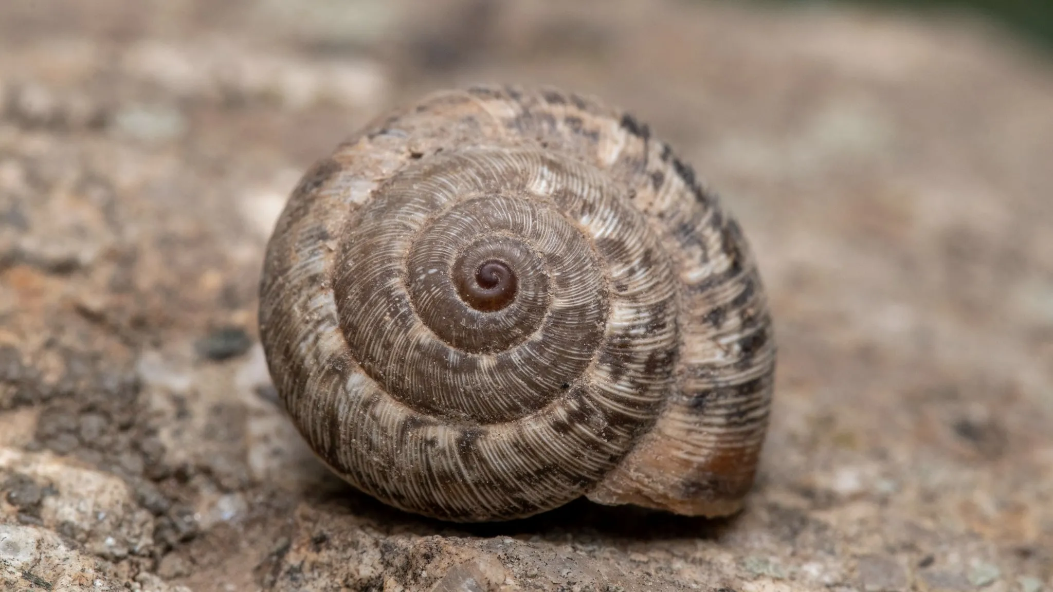 Een glanzende spiraalschelp van bovenaf op natte leisteen.